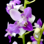 Phalaenopsis Memoria Val Rettig (peloric)