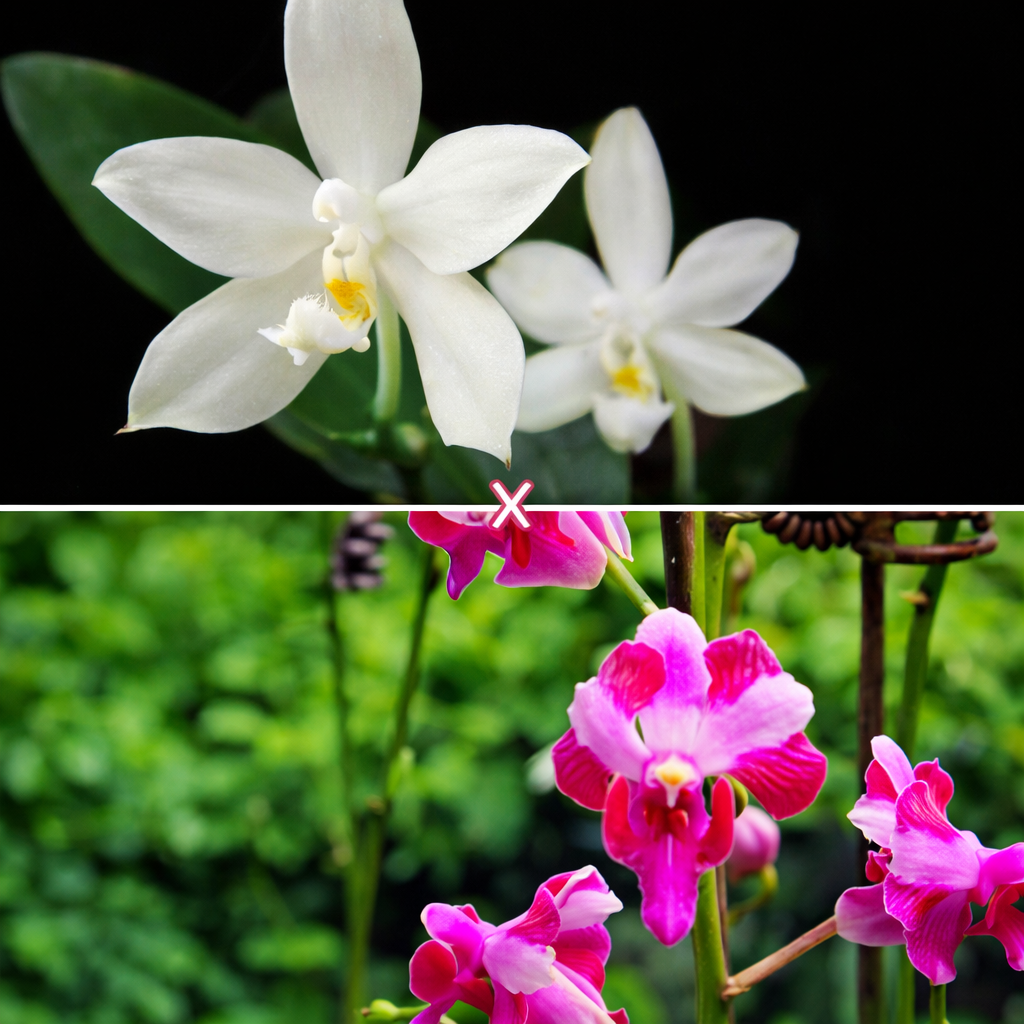 Phalaenopsis Micaels Pulcher (pallens × pulcherrima) - parfumata