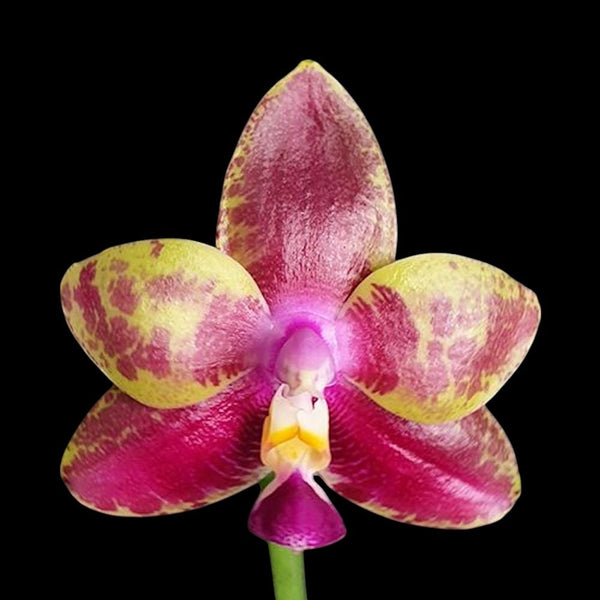 Phalaenopsis Miki Cherry Tree 'Snake'