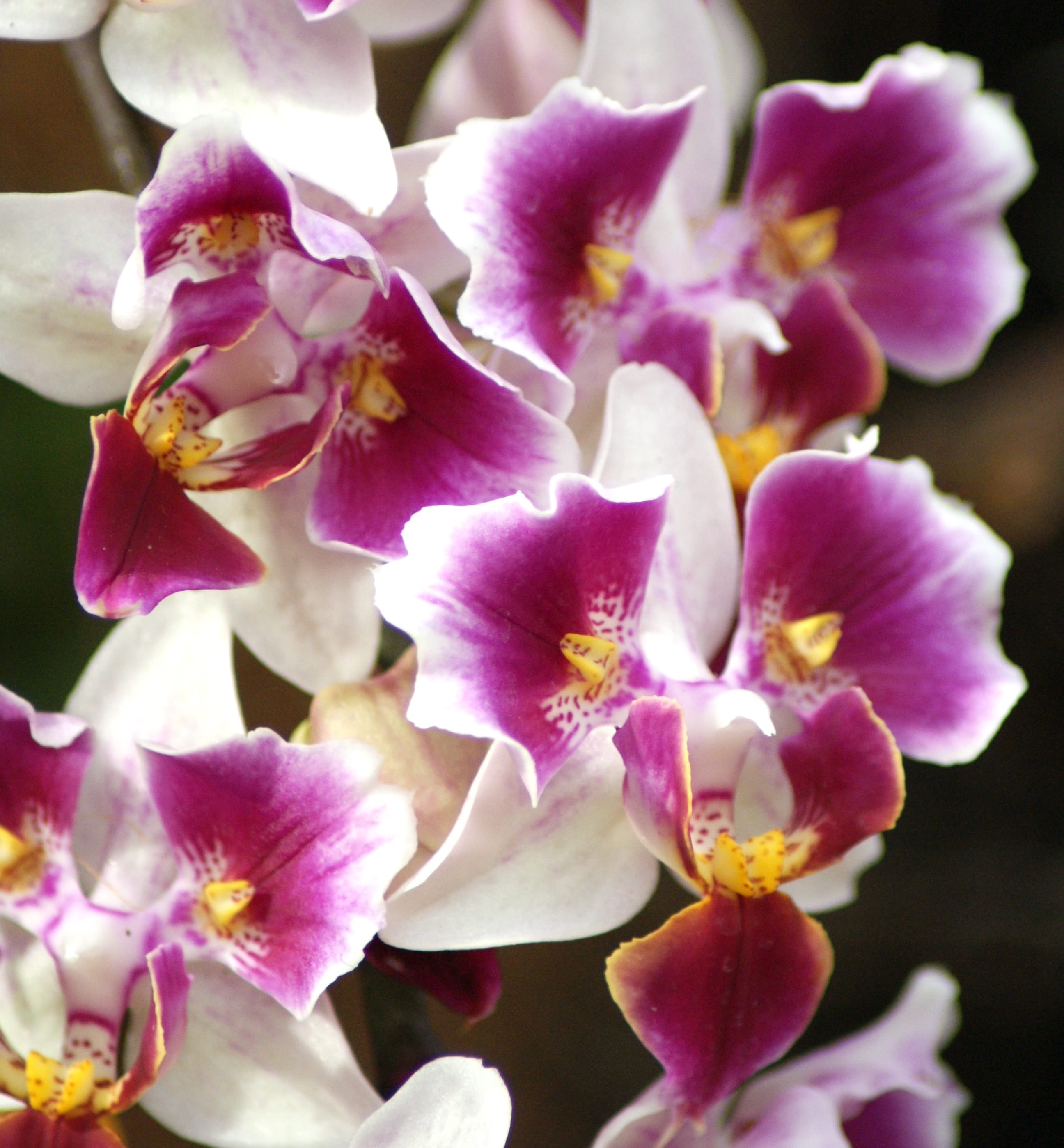 Phalaenopsis Miki Fire fox '3285' (peloric)