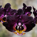 Phalaenopsis Miki Black Queen '3107'