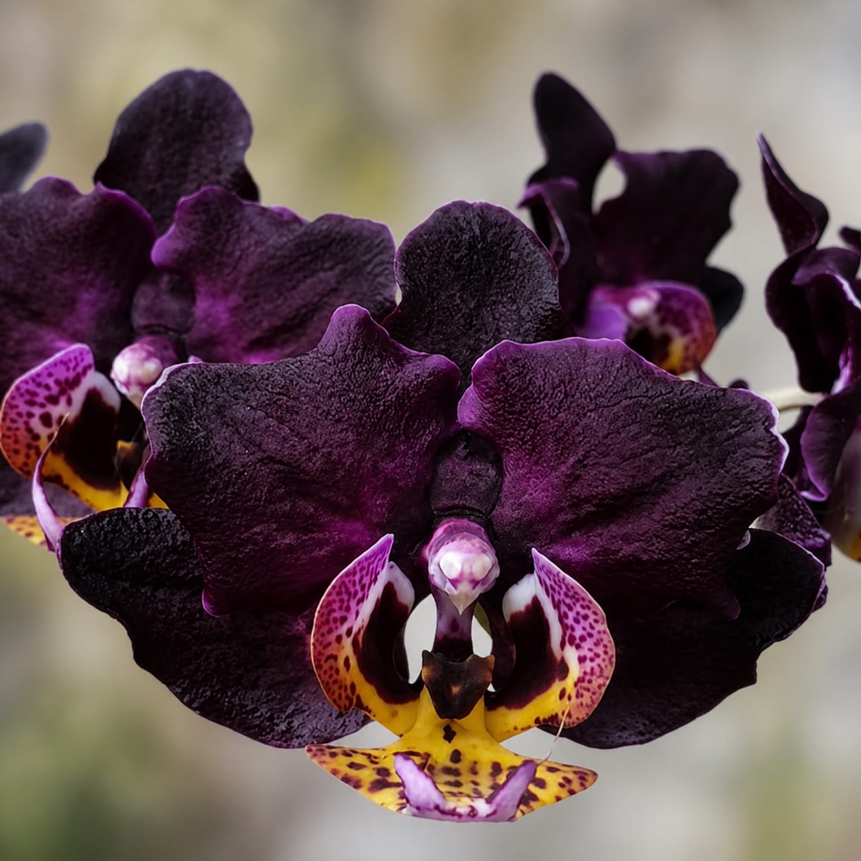 Phalaenopsis Miki Black Queen '3107'