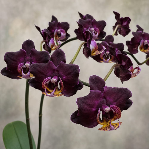 Phalaenopsis Miki Black Queen '3107'