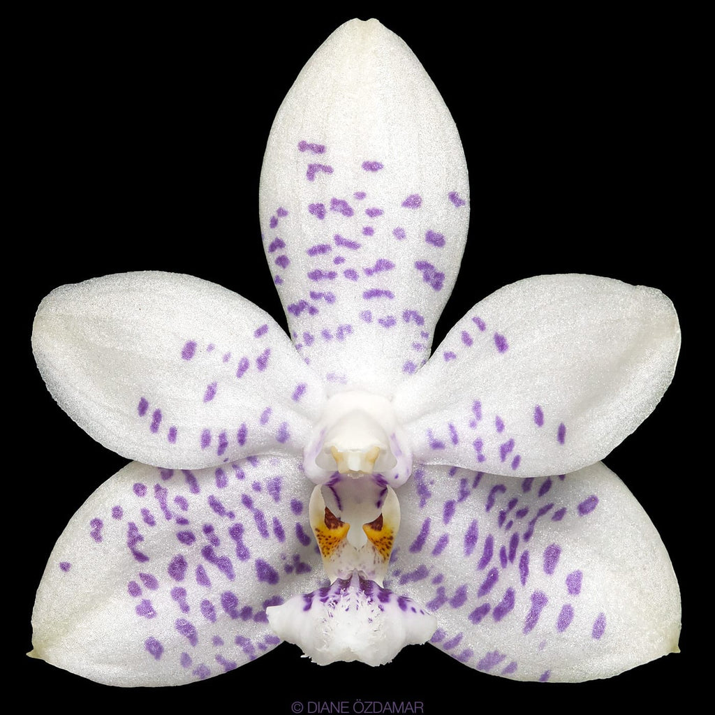 Phalaenopsis Miki Blue Angel C1 'Blue Diamond'