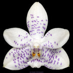 Phalaenopsis Miki Blue Angel C1 'Blue Diamond'