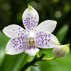 Phalaenopsis Miki Blue Angel C1 'Blue Diamond'