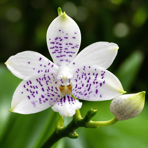 Phalaenopsis Miki Blue Angel C1 'Blue Diamond'