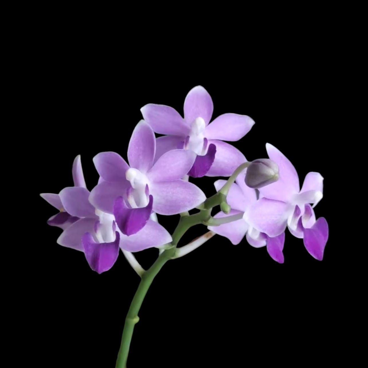 Phalaenopsis Miki Blue Fantasy '530'