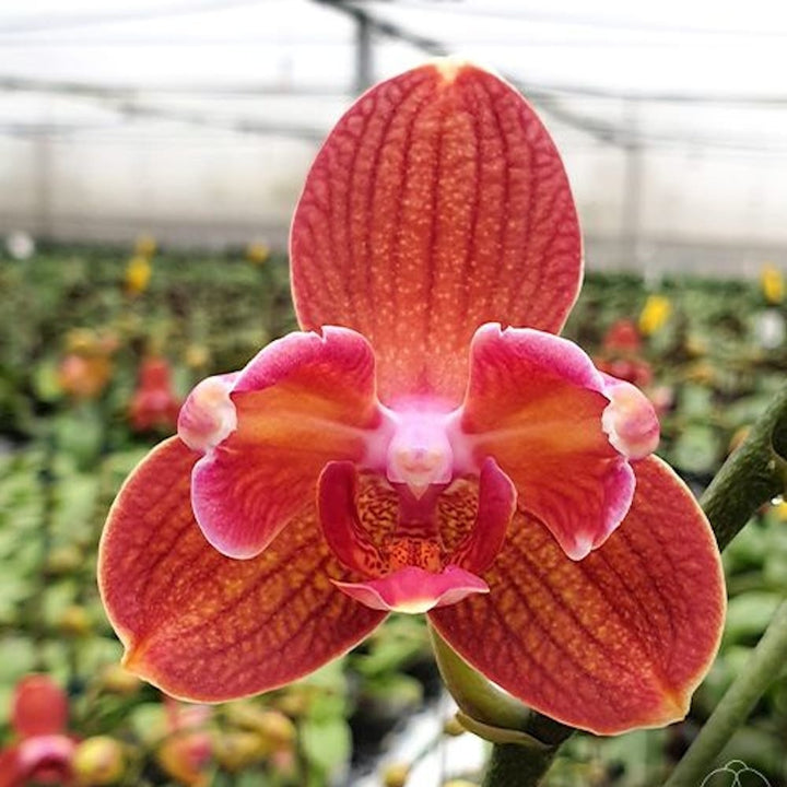 Phalaenopsis Miki Cute Melody '495' (peloric)