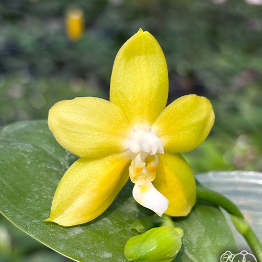 Phalaenopsis Miki Deep Coffee Turtledove 'Energy'