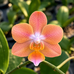 Phalaenopsis Miki Fantasy