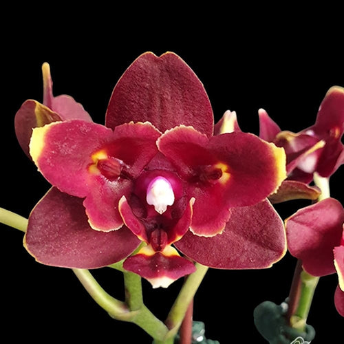 Phalaenopsis Miki Fire Bat 'Pluto' (peloric)