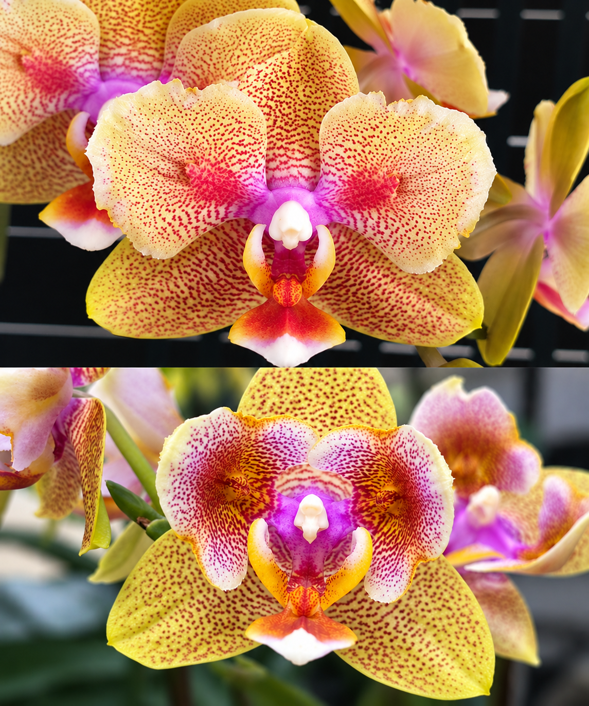 Phalaenopsis Miki Fire Bat 'Venus' (peloric)