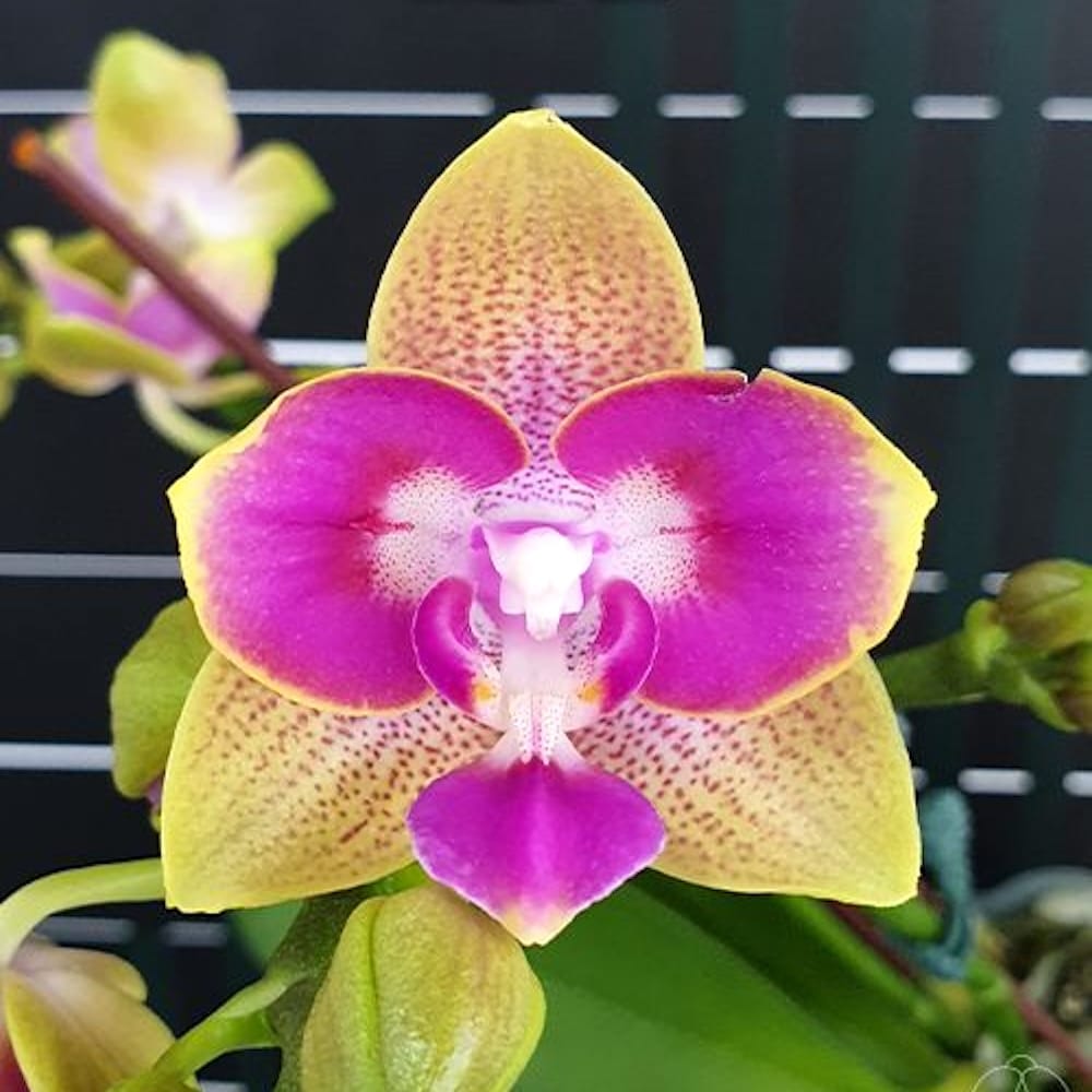 Phalaenopsis Miki Golden Sand 'Mouse' (peloric) *parfumat โ Floraria ...