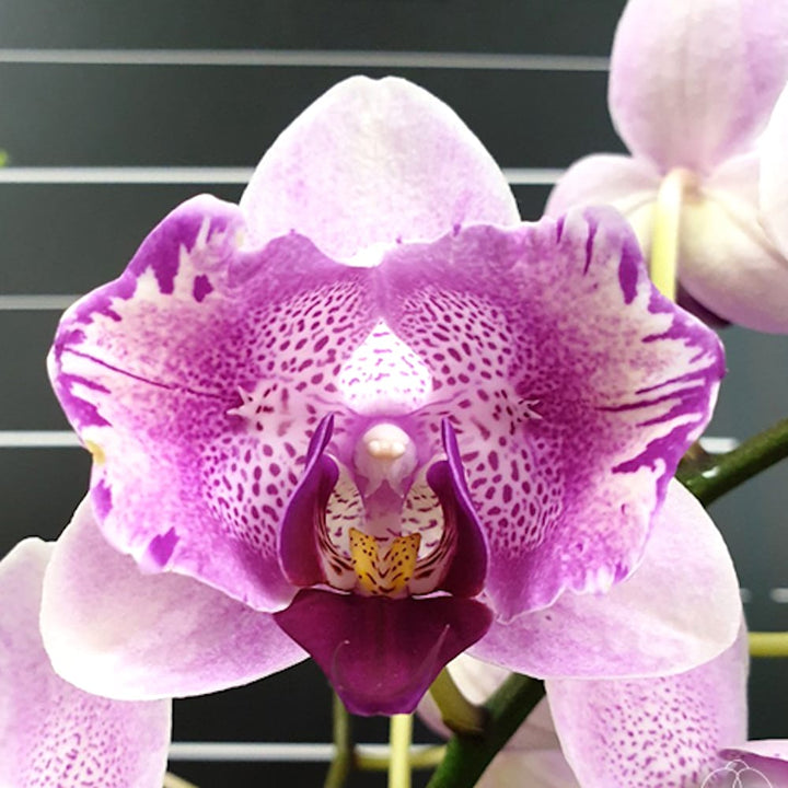 Phalaenopsis Miki Ice Cube (peloric)