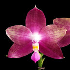 Phalaenopsis Miki Lola Girl Bear King '666'