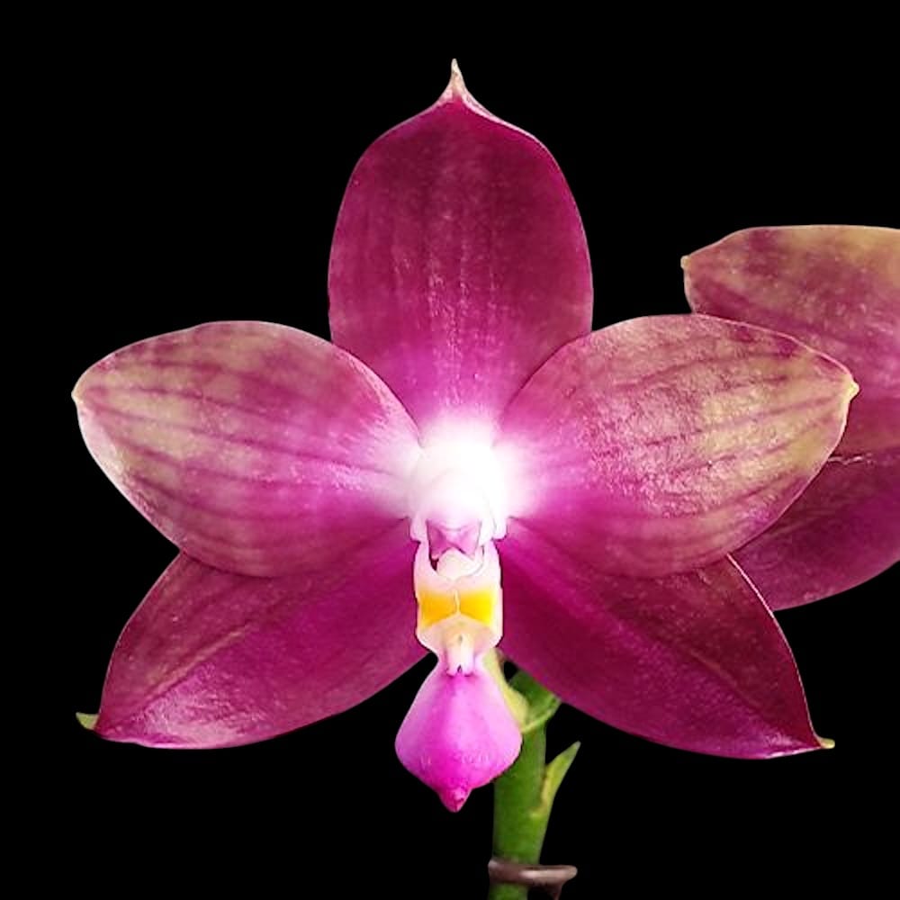 Phalaenopsis Miki Lola Girl Bear King '666'