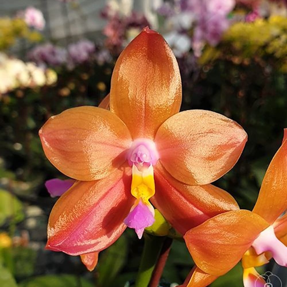 Phalaenopsis Miki Lola Girl Bear King '880'