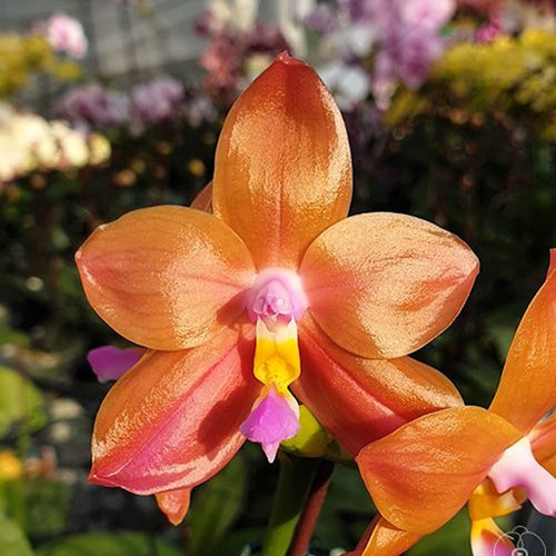 Phalaenopsis Miki Lola Girl Bear King '880'