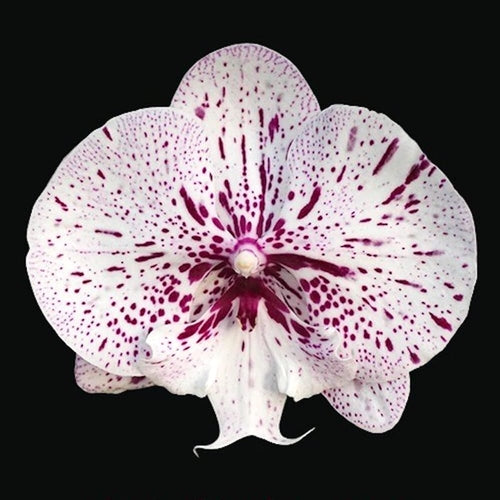 Phalaenopsis Miki Meteor '121'