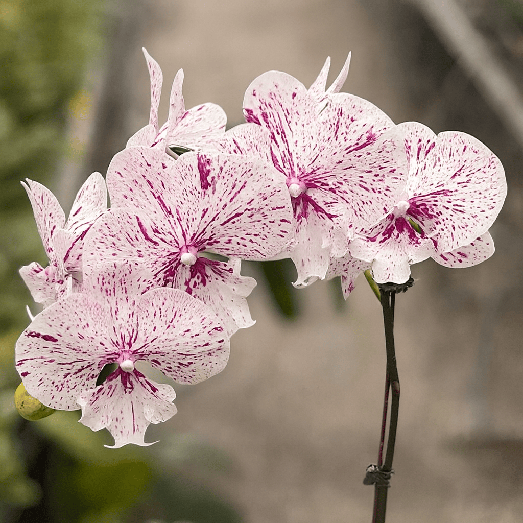 Phalaenopsis Miki Meteor '121'