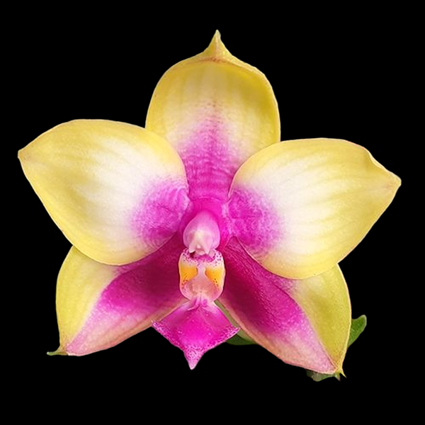 Phalaenopsis Miki Mok Choi Bärenkönigin '720'