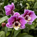 Phalaenopsis Miki Opera (peloric)