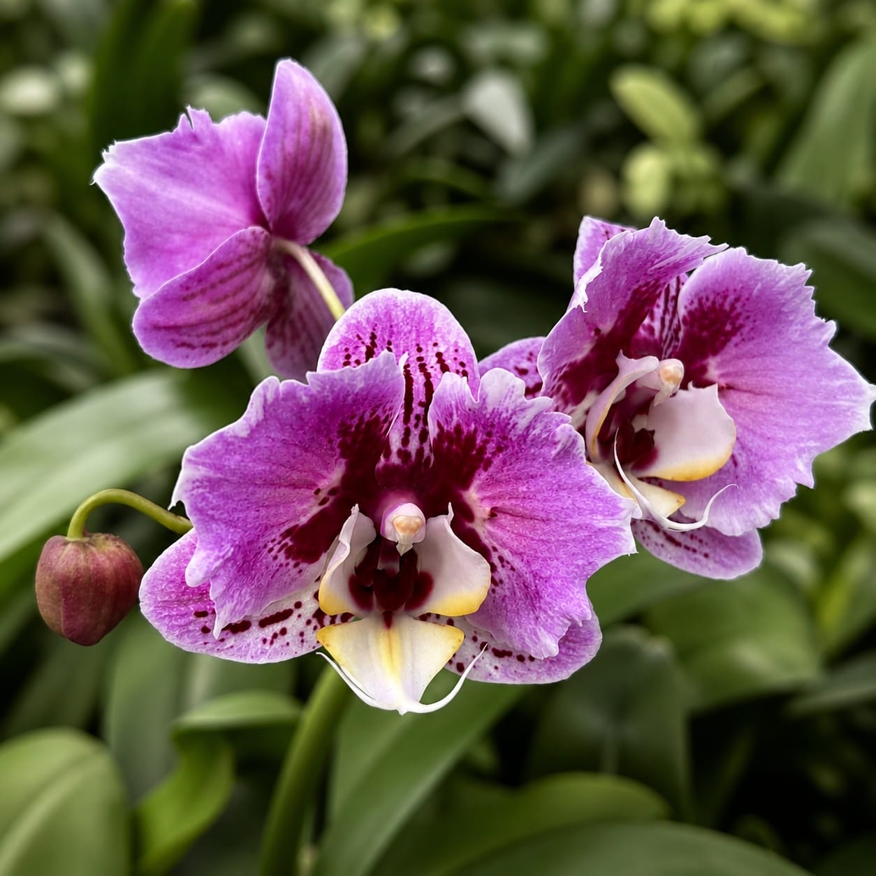 Phalaenopsis Miki Opera (peloric)