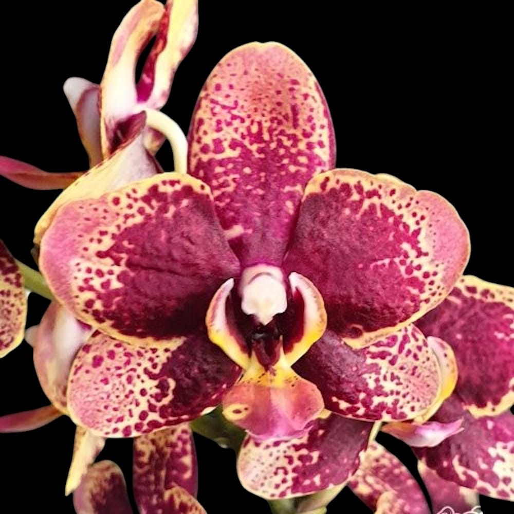 Phalaenopsis Miki Pearl Bang 'Flash'