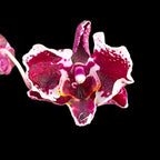 Phalaenopsis Miki Phantom