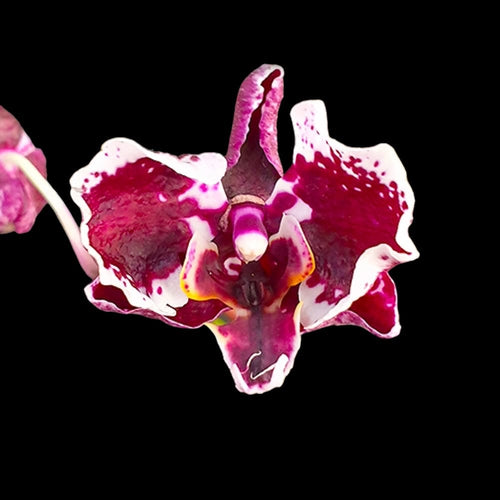 Phalaenopsis Miki Phantom