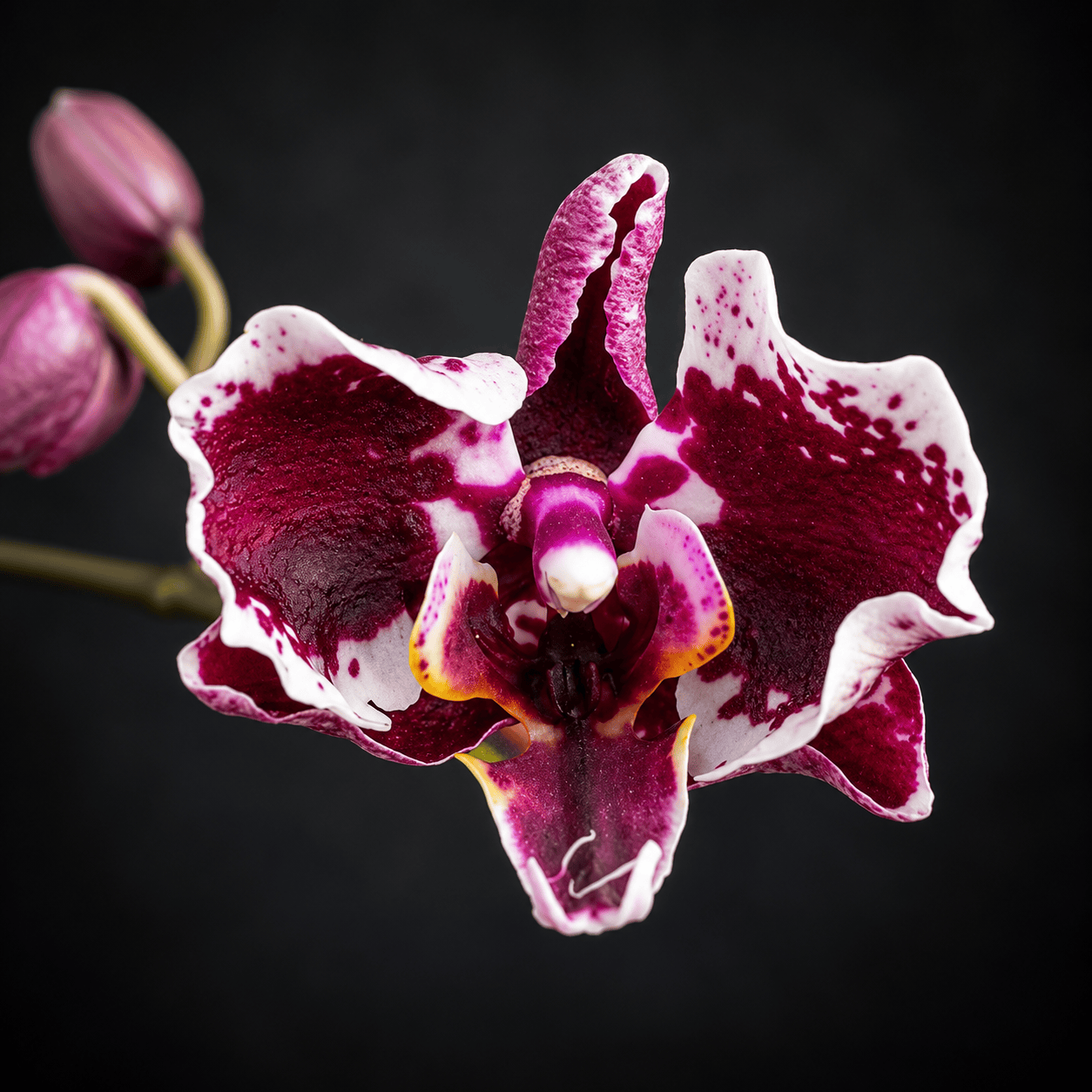 Phalaenopsis Miki Phantom (Peloric & Silver Leaves)