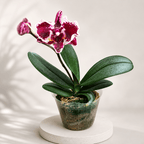 Phalaenopsis Miki Phantom (Peloric & Silver Leaves)