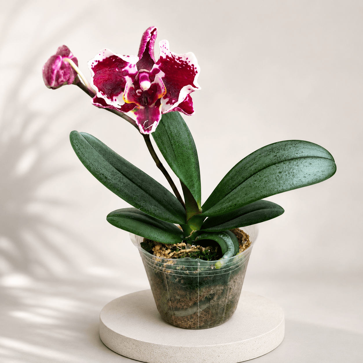 Phalaenopsis Miki Phantom (Peloric & Silver Leaves)