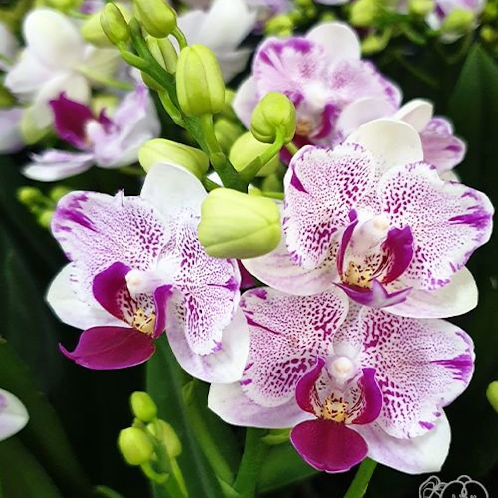 Phalaenopsis Miki Pink Angel