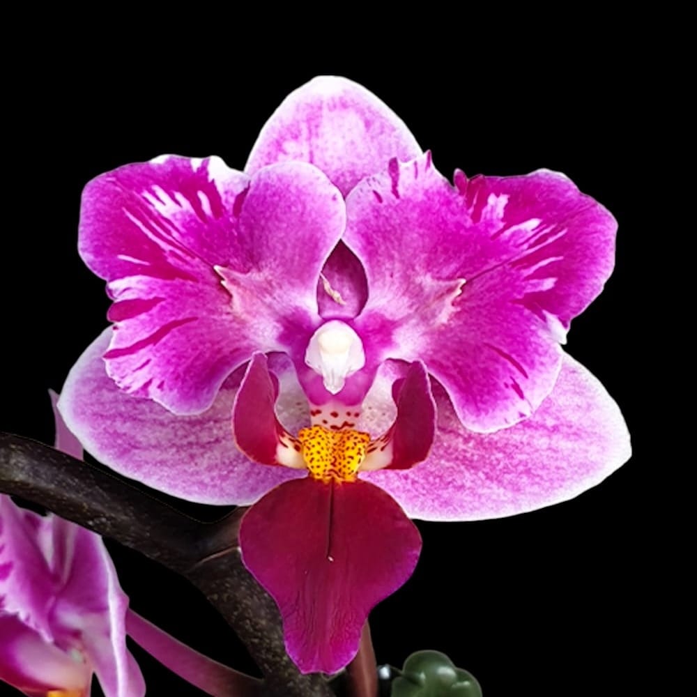 Phalaenopsis Miki Pink Fox (variegata & peloric) – Secret Garden