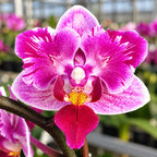 Phalaenopsis Miki Pink Fox (variegata & peloric)