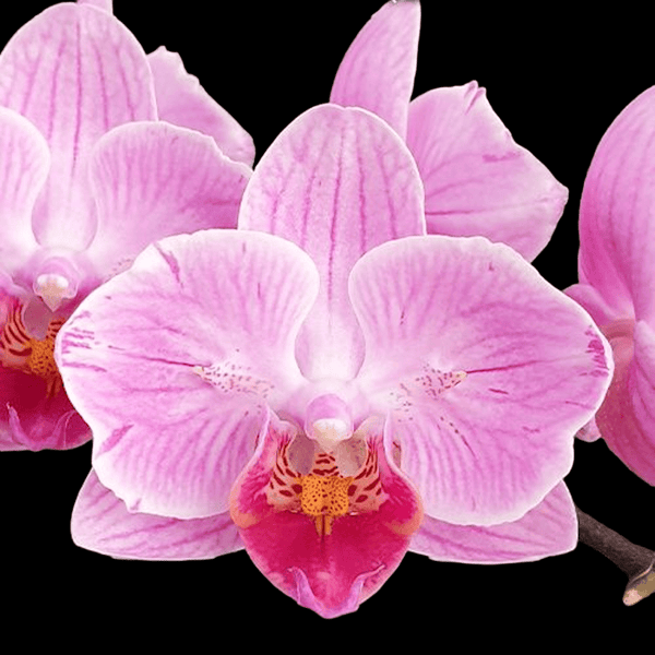 Phalaenopsis Miki Pink Rabbit '174' (peloric - butterfly)