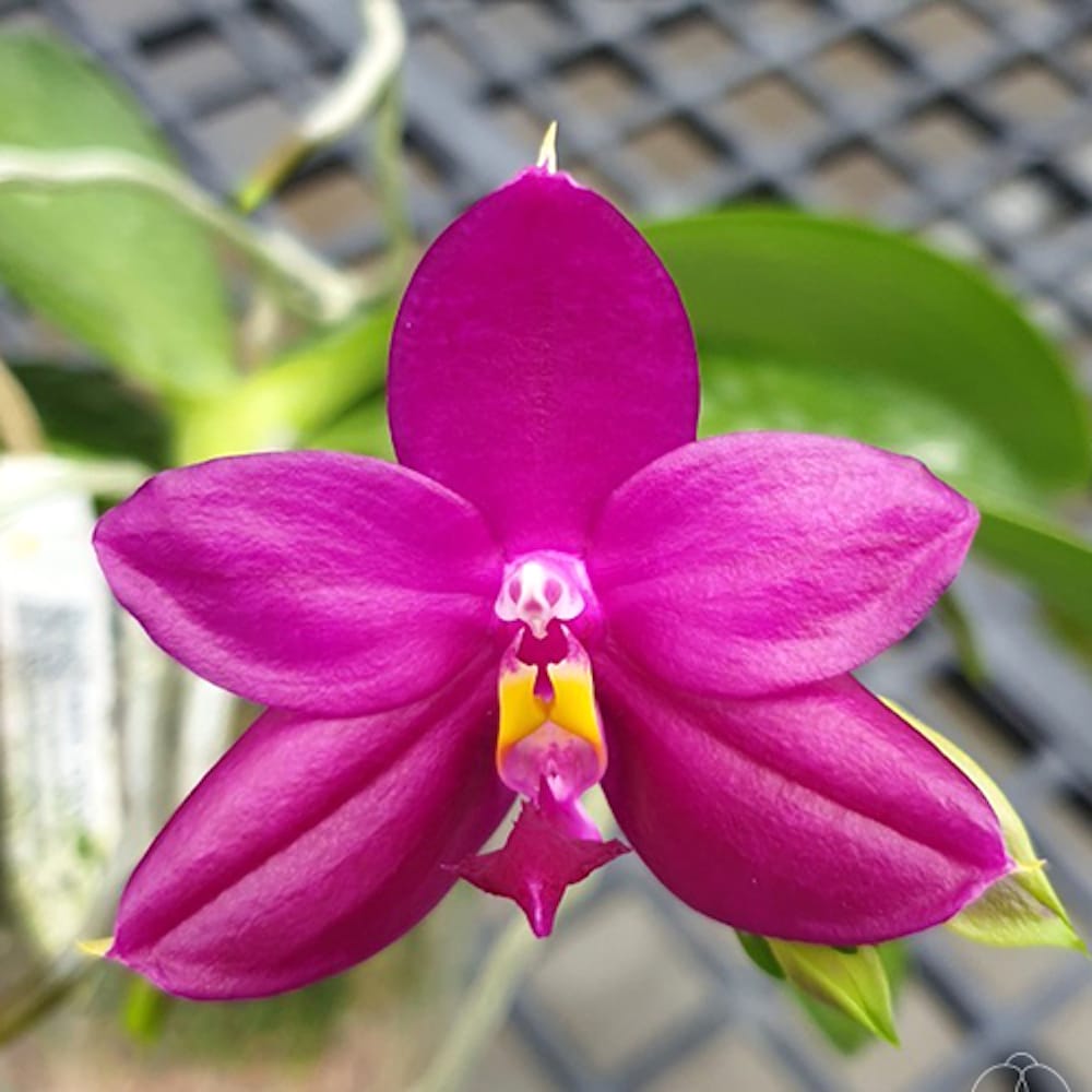 Phalaenopsis Miki Pure Love Red King '691'