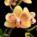 Phalaenopsis Miki Rendering Yellow