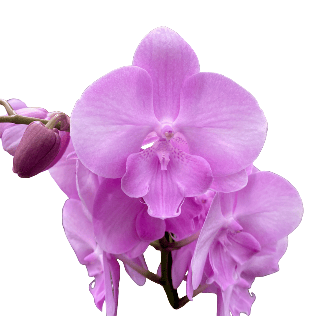 Phalaenopsis Miki Ribbon