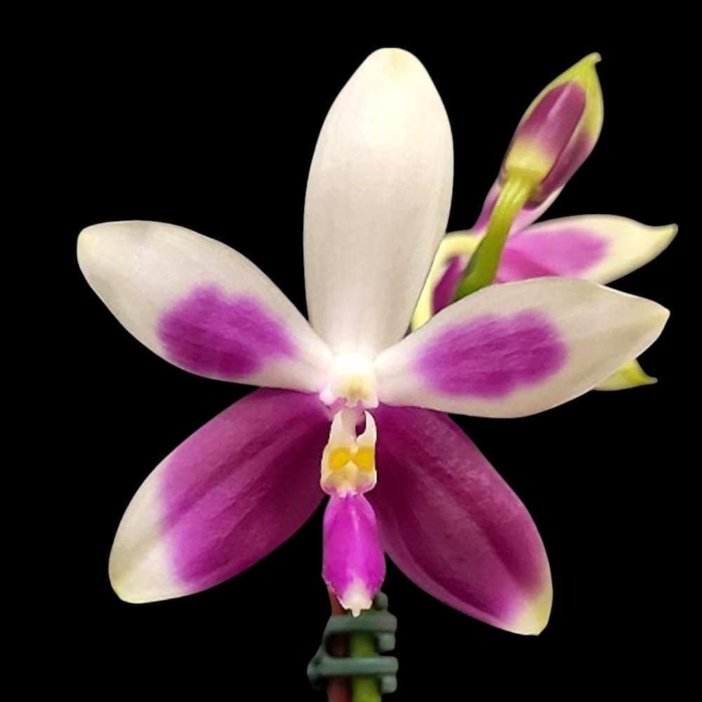 Phalaenopsis Miki Rose Vincent 'Festa'