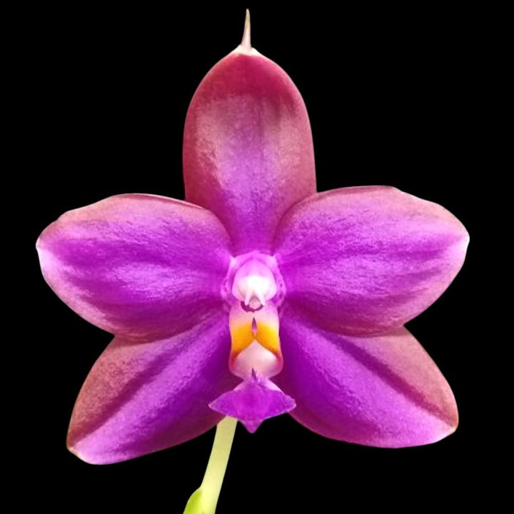 Phalaenopsis Miki Sabina 'Peach'