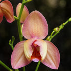 Phalaenopsis Miki Smoky Pink '475' (peloric)