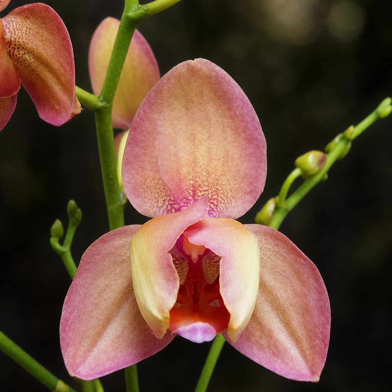 Phalaenopsis Miki Smoky Pink '475' (peloric)
