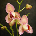 Phalaenopsis Miki Smoky Pink '475' (peloric)