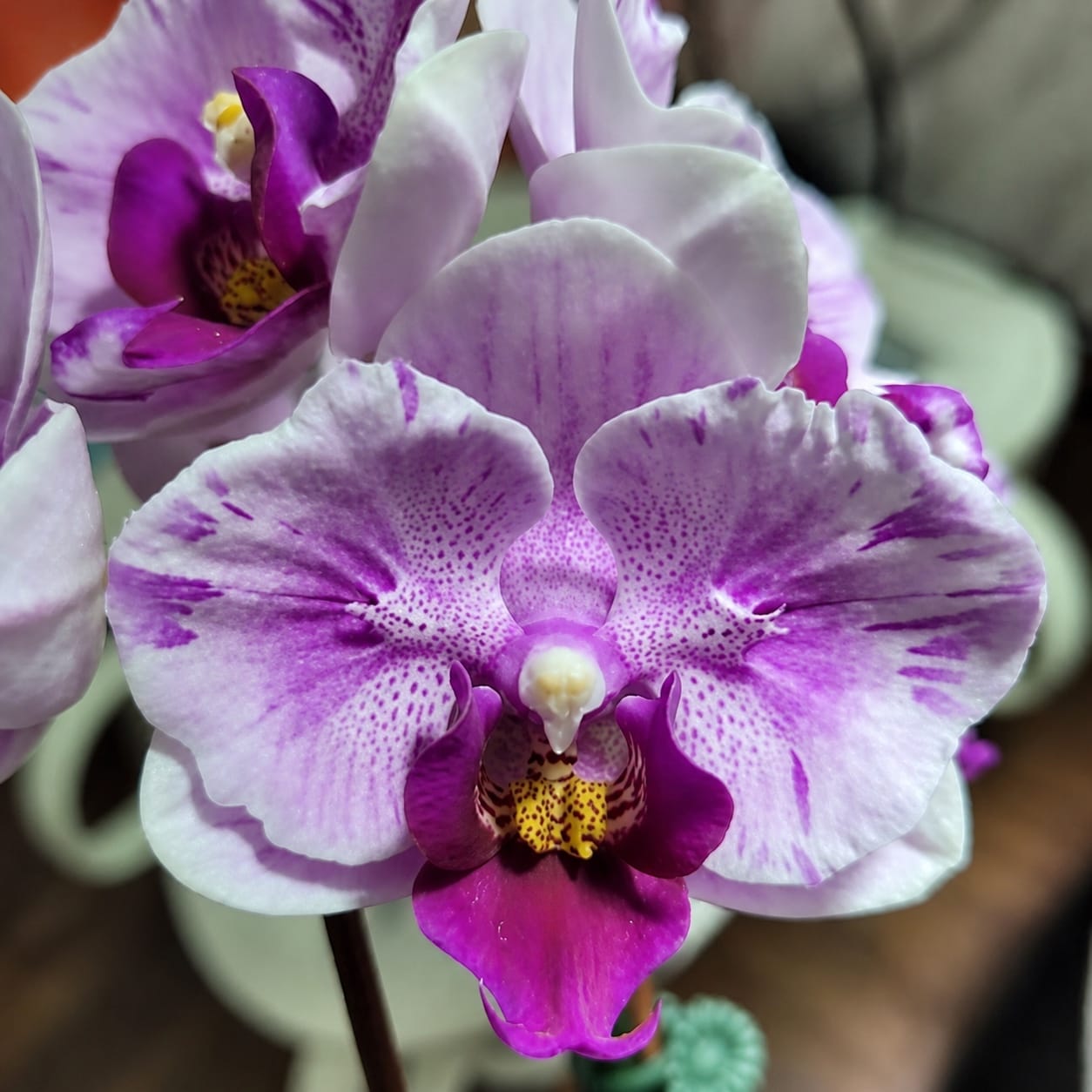 Phalaenopsis Miki Splash Butterfly (peloric)
