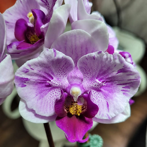 Phalaenopsis Miki Splash Farfalla (pelorica)