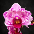 Phalaenopsis Miki Splash Butterfly (peloric)