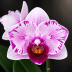 Phalaenopsis Miki Splash Butterfly (peloric)